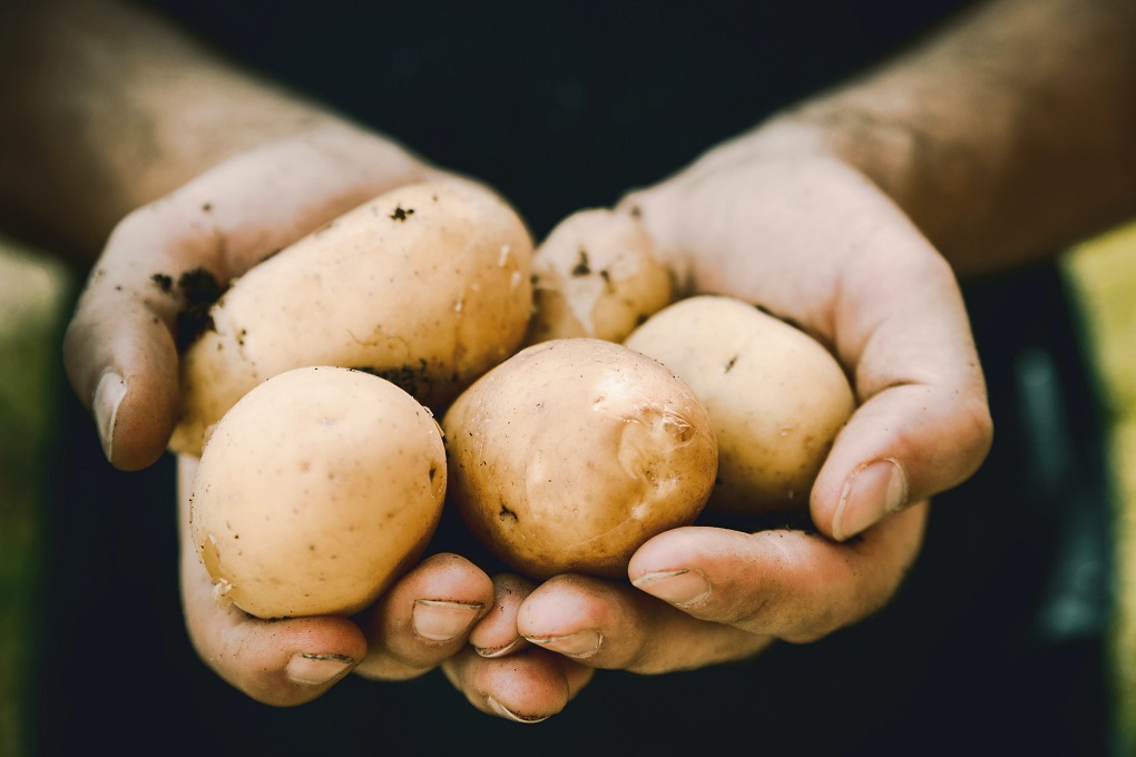 Man holding potatoes. 